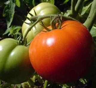 Hoe zorg je voor tomaten in een kas om een ​​uitstekende oogst te bekomen?