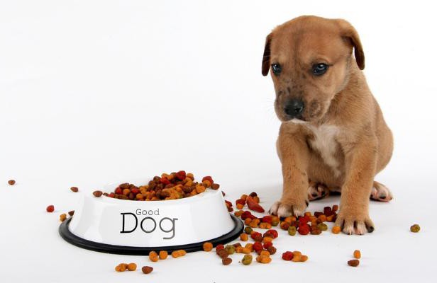 Belcando-voedsel voor honden: nuttige eigenschappen, prijs, eigenaarsoverzichten