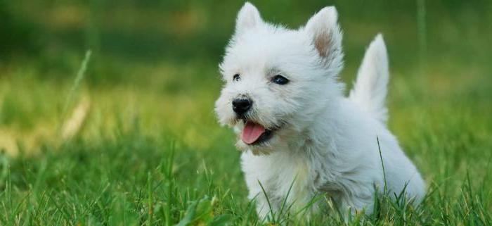 West Highland White Terrier - hondenras uit reclame 