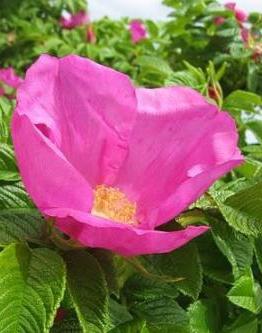 Rosa rugosa of rozenbottel gekreukt