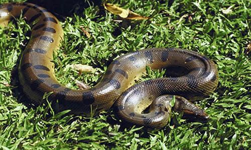 Waarom droomt een slang ervan bijten of willen haasten?