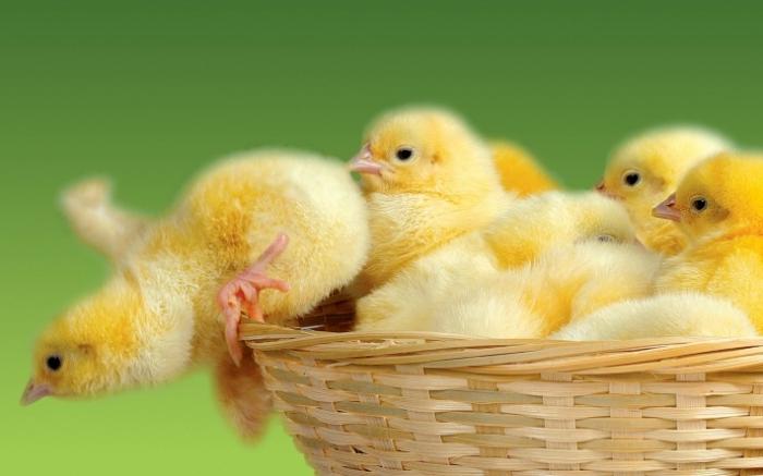 Een droomboek: kippen - ten goede of ten goede?