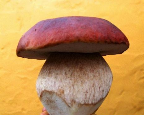Witte champignons: hoe schoon te maken in het bos en thuis?