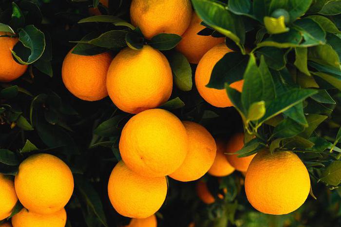 hoe te weten hoeveel lobules in een sinaasappel