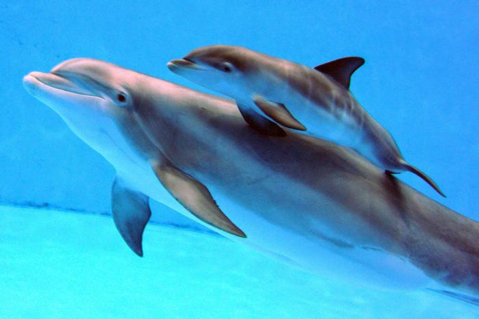 Hoe de dolfijn slaapt: de verbazingwekkende mogelijkheden van zoogdieren