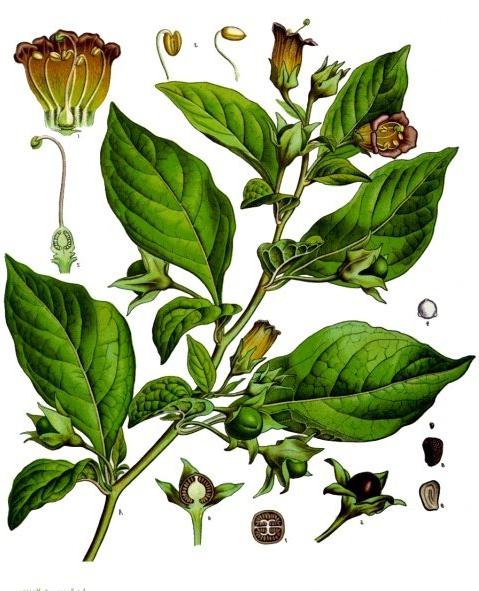 De plant is belladonna. Homeopathie en traditionele geneeskunde